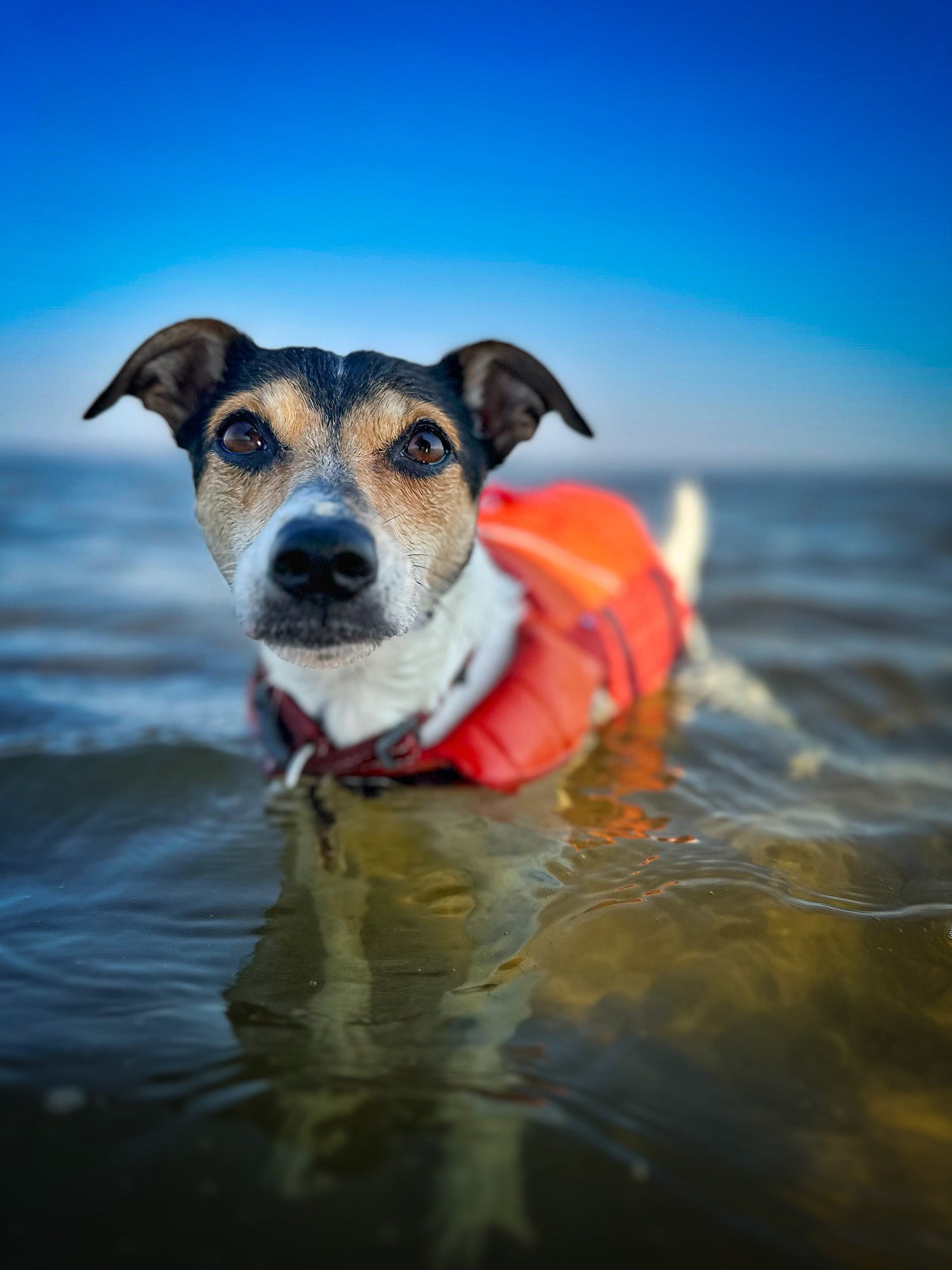 Enjoy the summer safely with a Life Savior ECO life jacket for dogs.