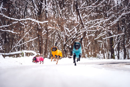 @2blackdogsview - A Cozy Christmas with Our Pups