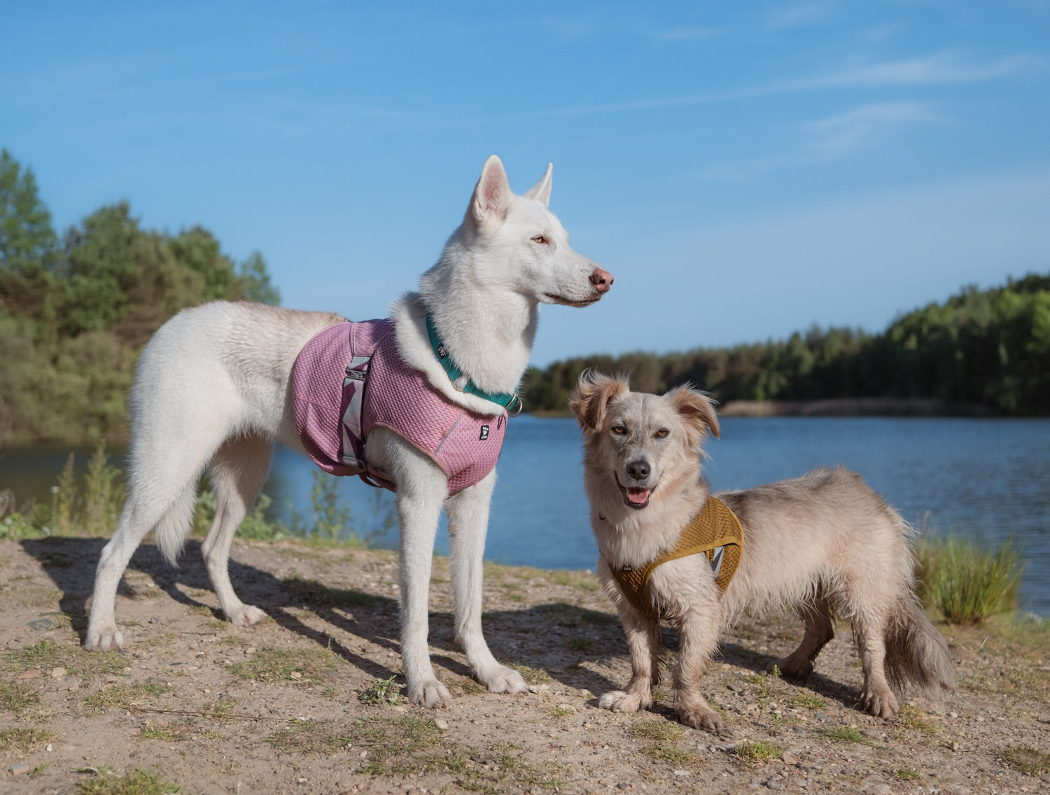 @the.bigwhite.wolf - Keep your dogs cool