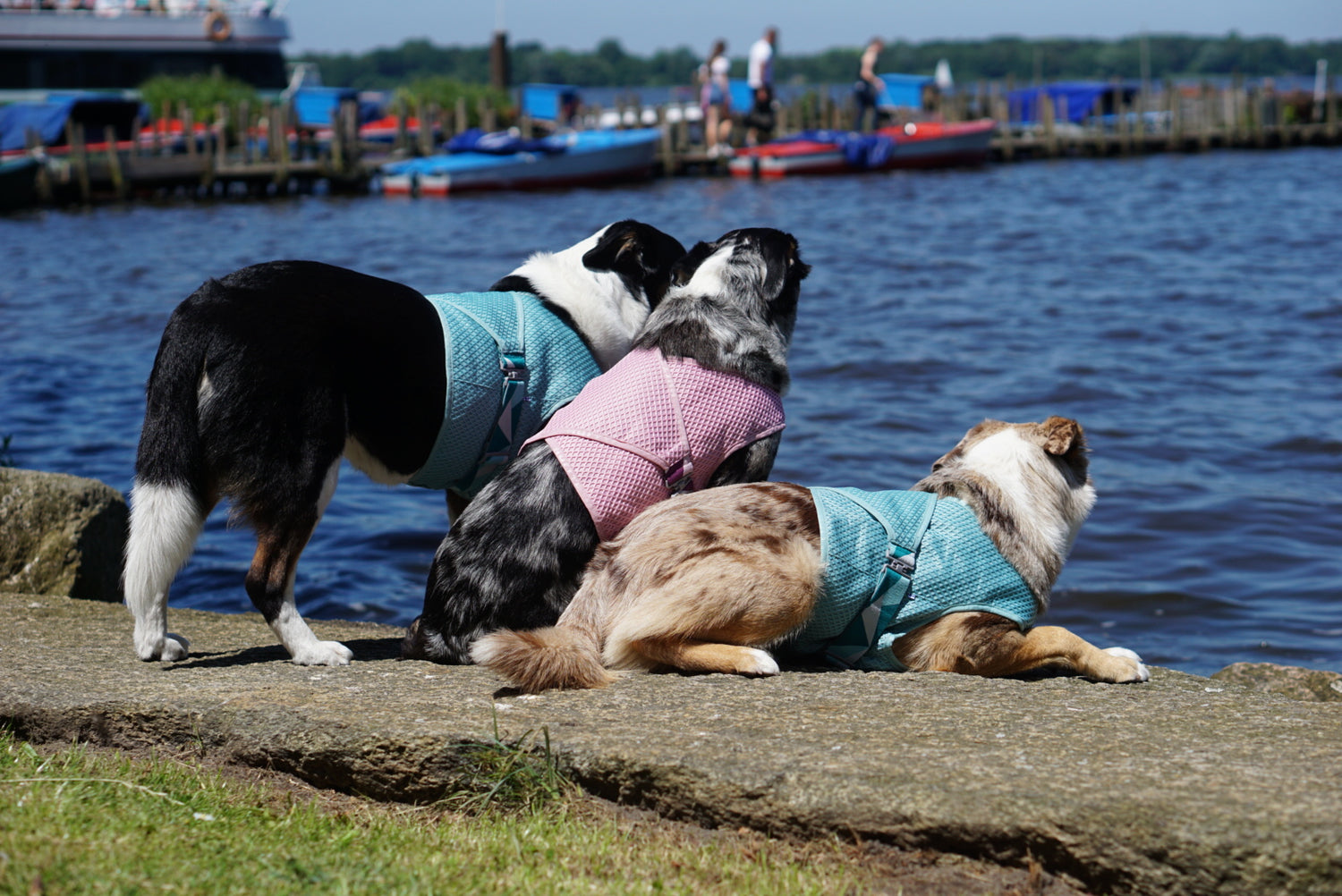 @die_appenshepherds - Der Sommer ist da!