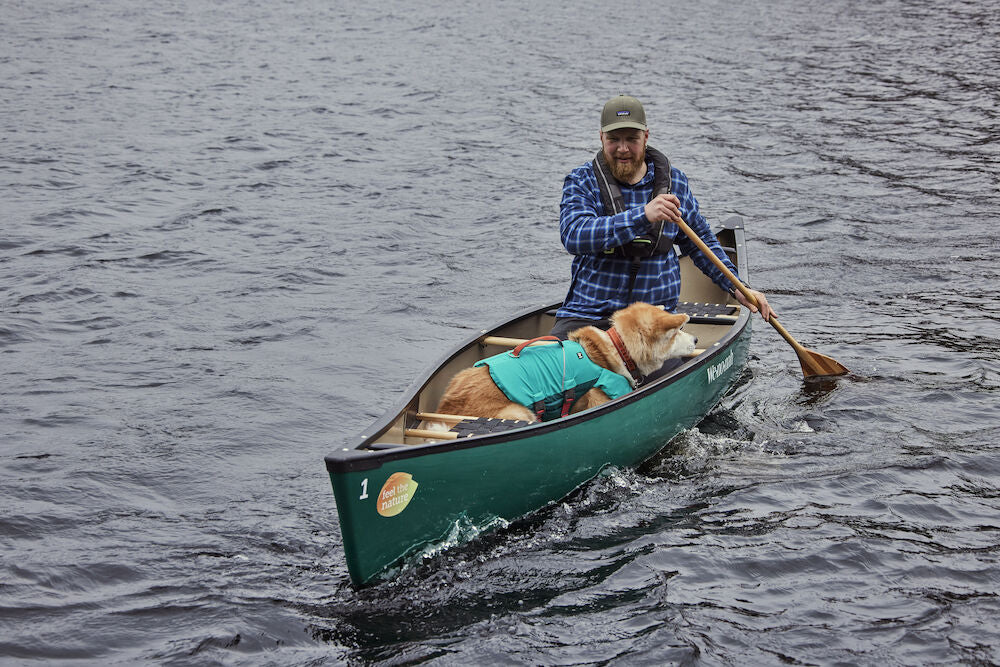 Can all dogs swim?