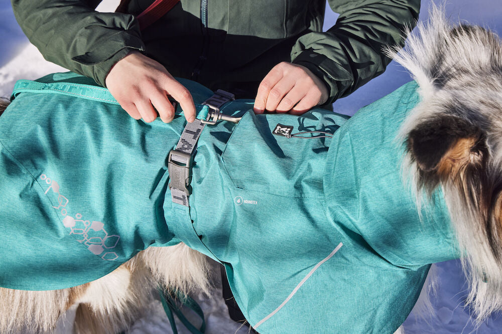 Struggling to find the perfect size for your dog? 🐾