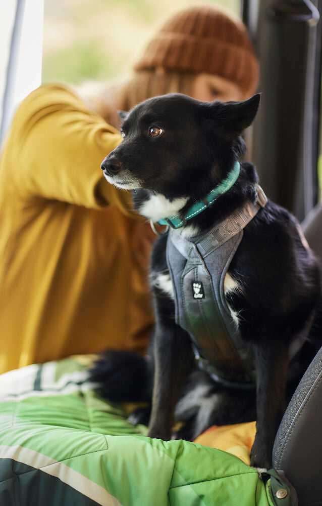 Keeping dogs safe while driving