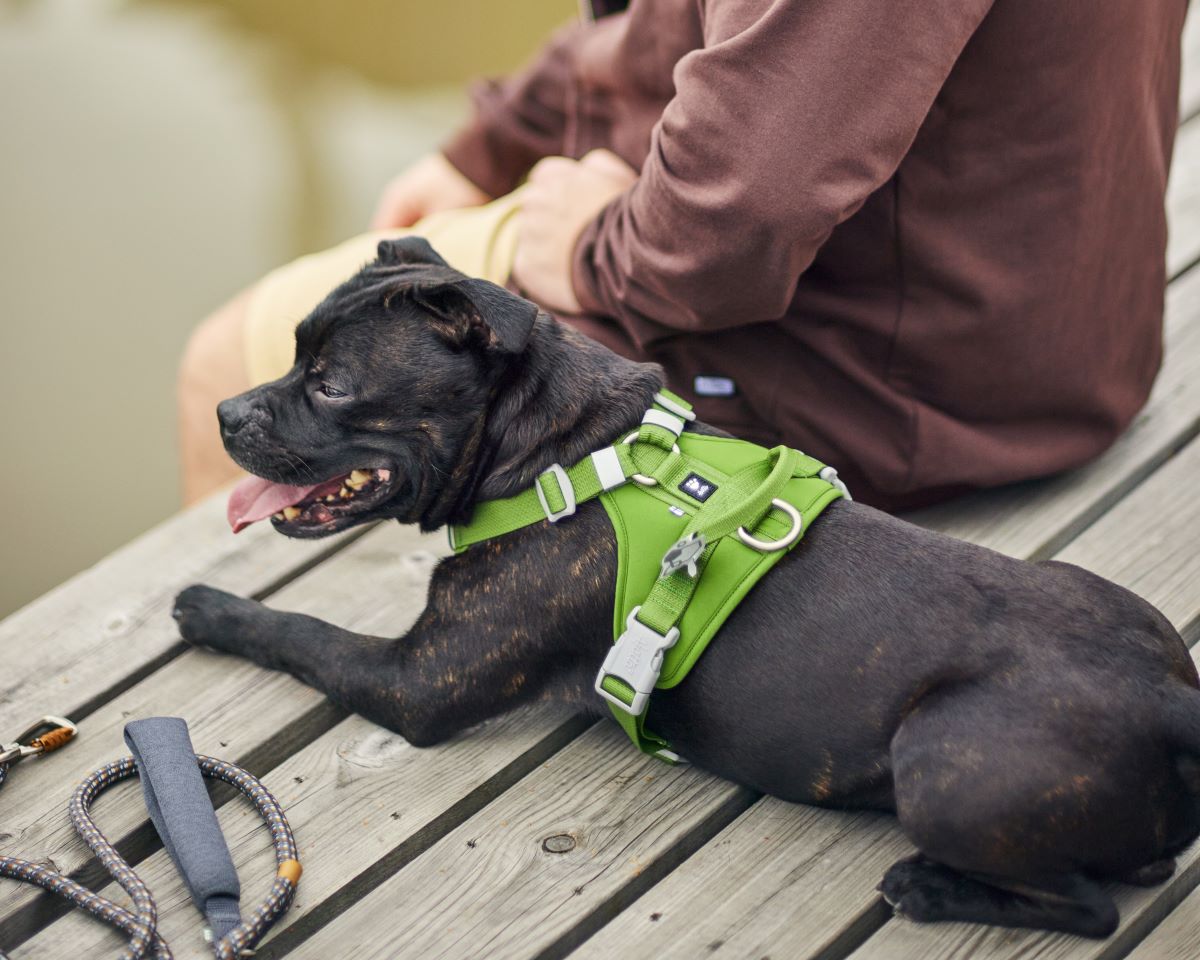 The special dog-human bond