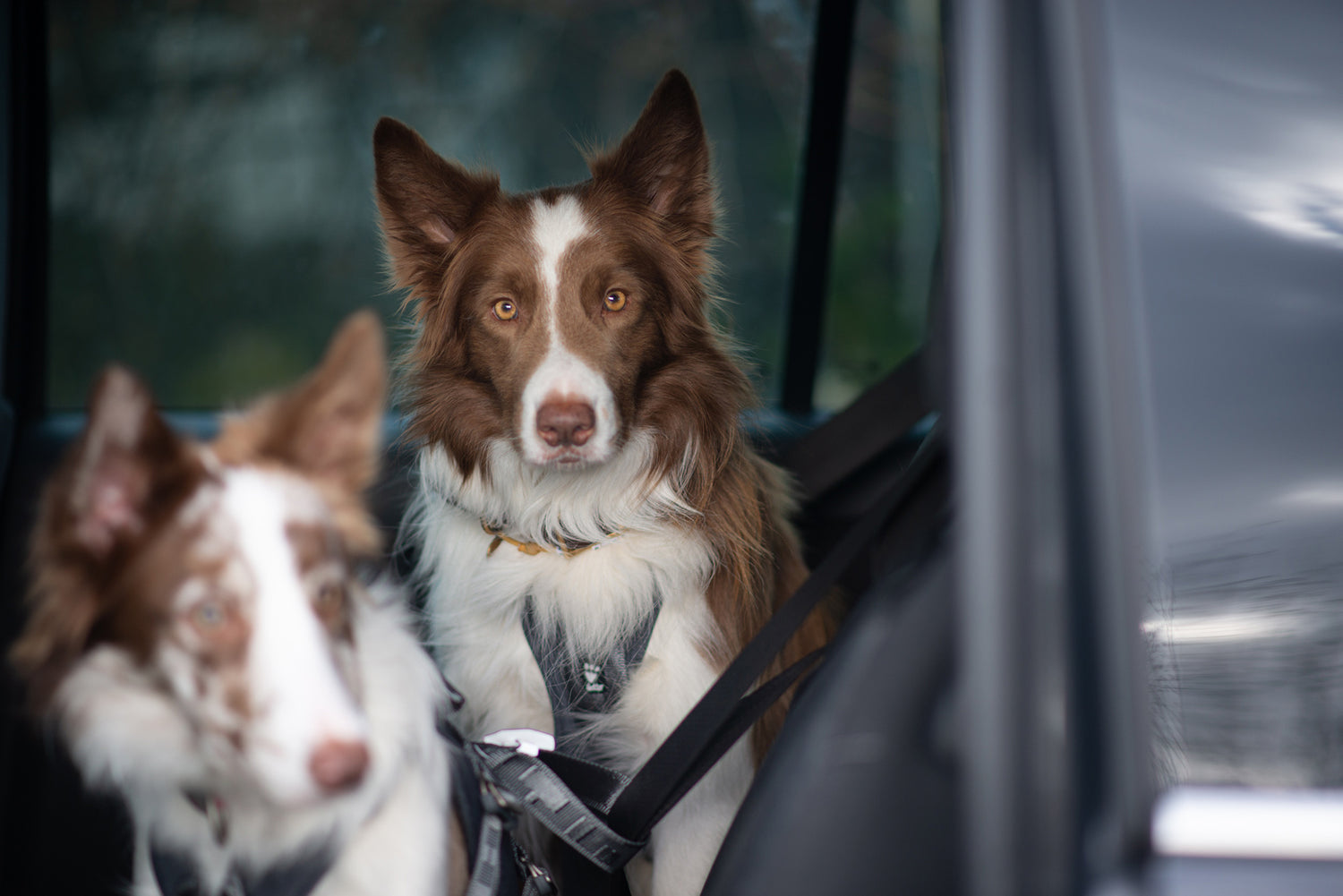 @jimbordercollie - Let's go by car!