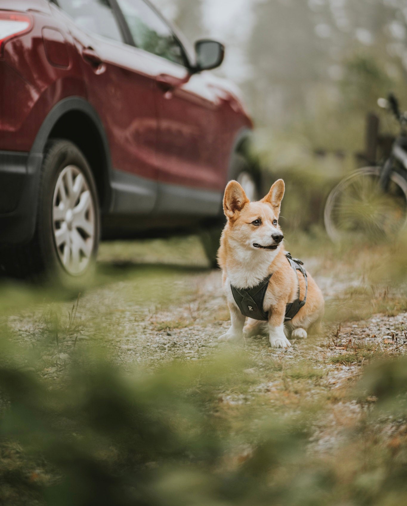@splinterthecorgi - Hit the road!