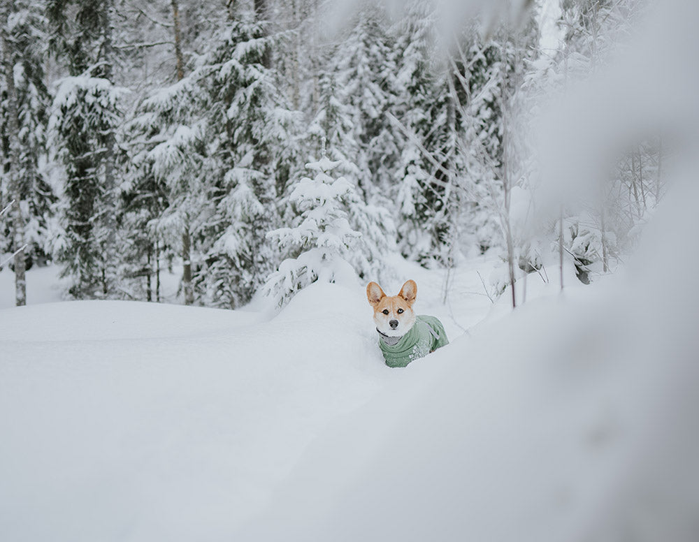 @splinterthecorgi - Beautiful winter day!