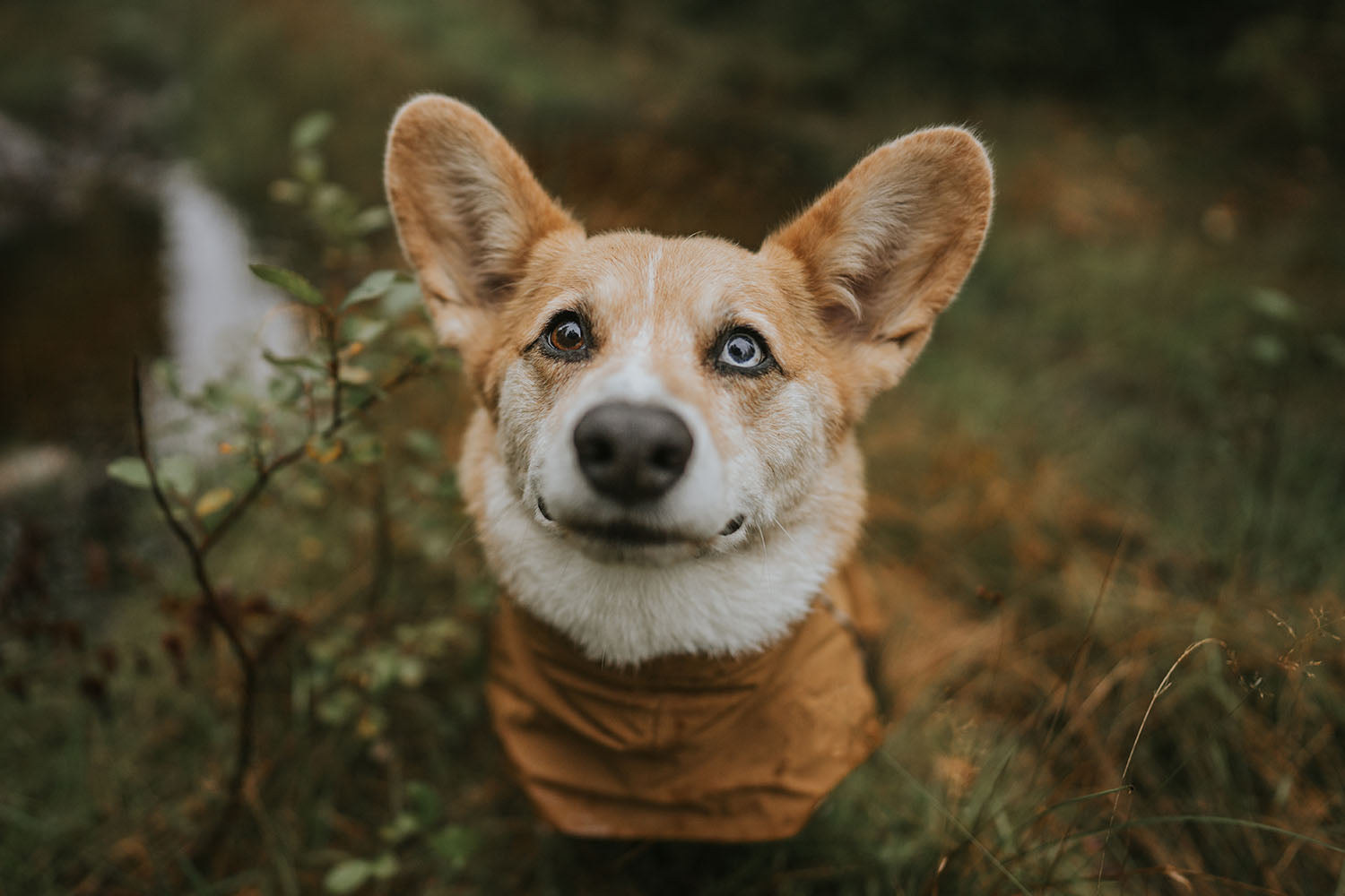 @splinterthecorgi - Let it rain!