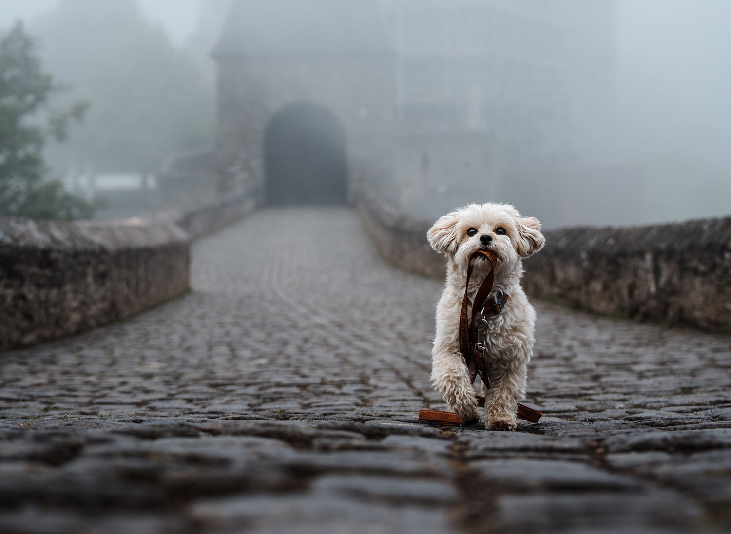 @fantasticmr.foxandme - Foggy city walk