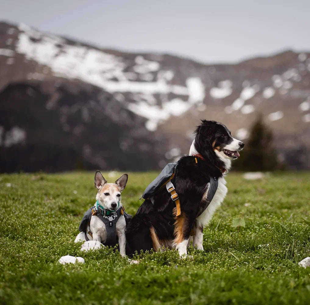 @bluemarblevagabonds - A Dog-Friendly Hike in Slovenia