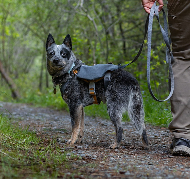 @cattledogsandco - Guide to get your dog trail-ready