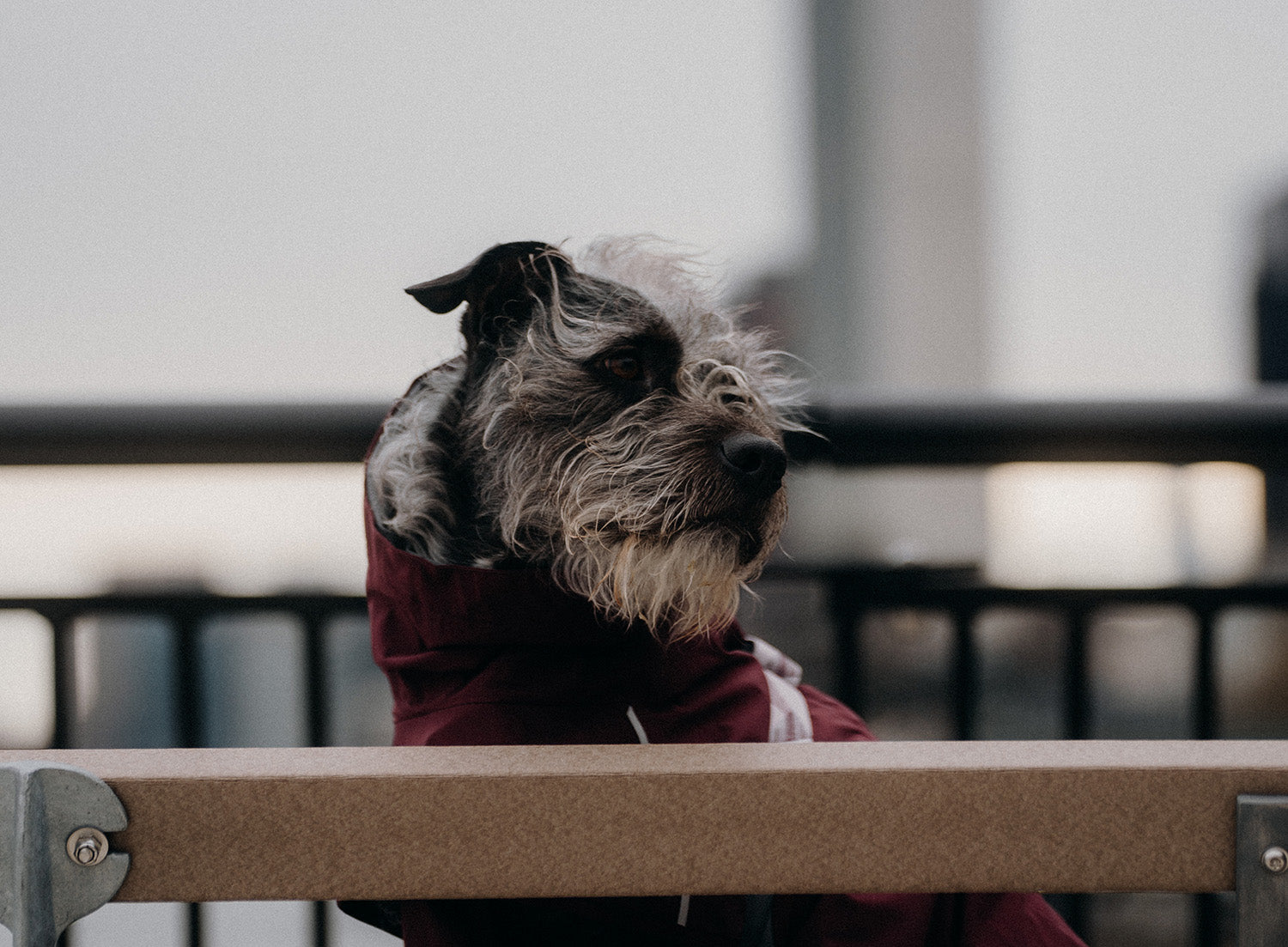 @dogdadinthecity - Take a break at East River Esplanade
