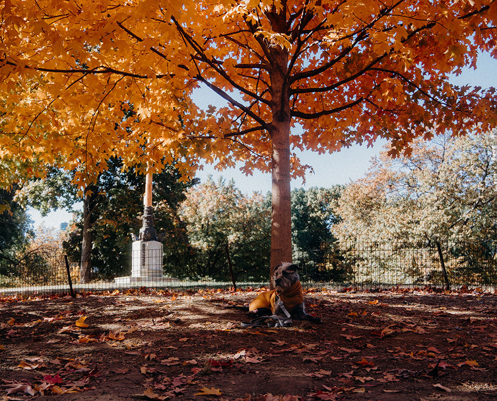 @dogdadinthecity - Exploring Central Park