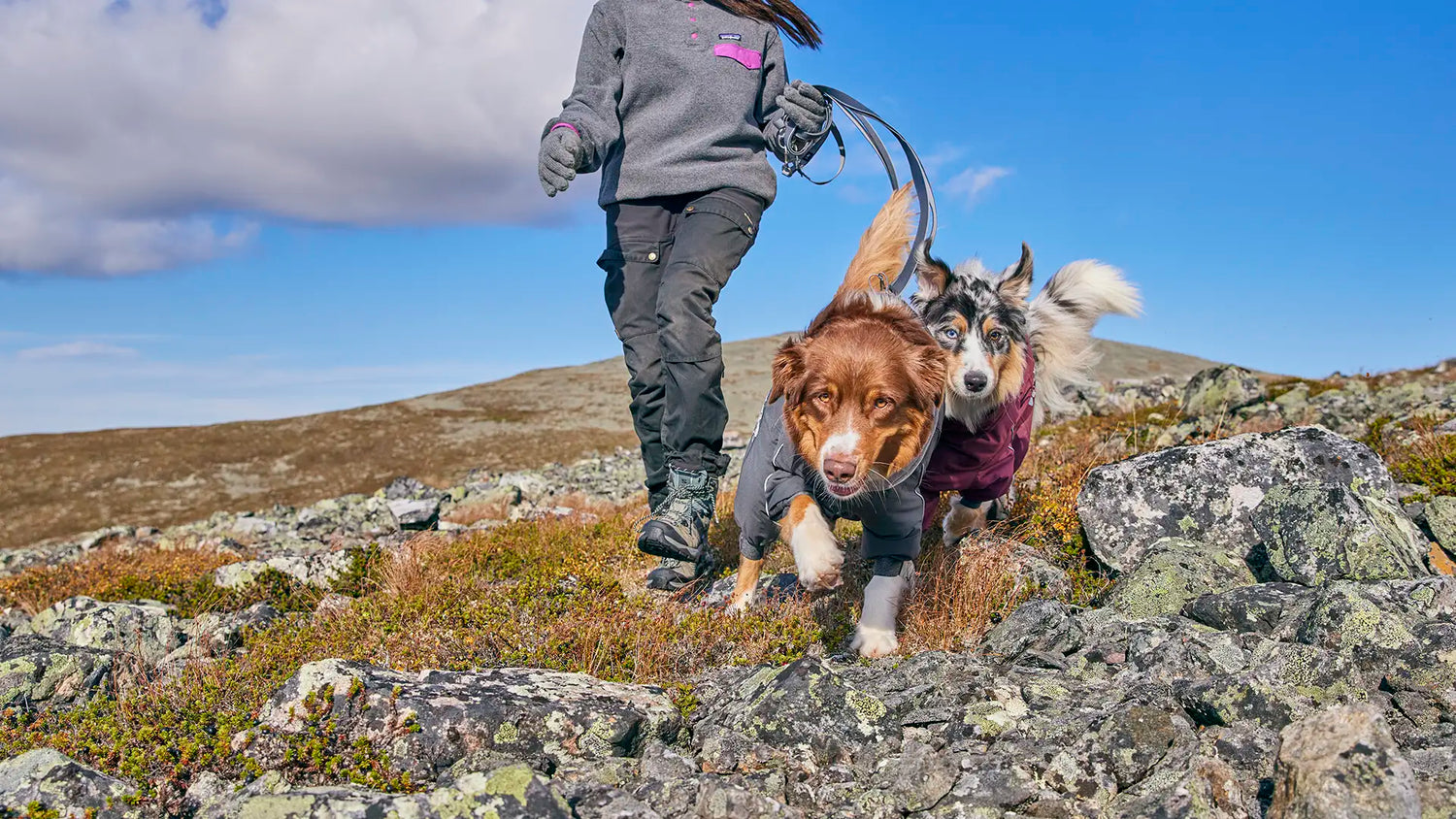 Dog Life Stages: Adult Dogs – Active, Balanced & Confident Years