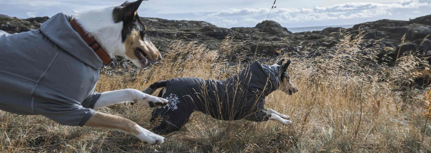 Why do dogs need clothes?