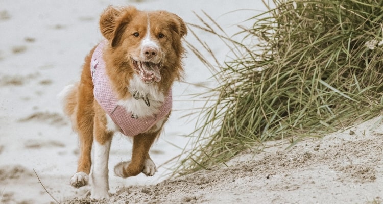 Caring for your dog in the summer heat