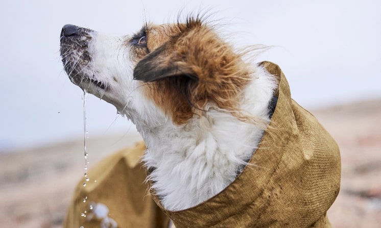 Let's take that nose for a walk.