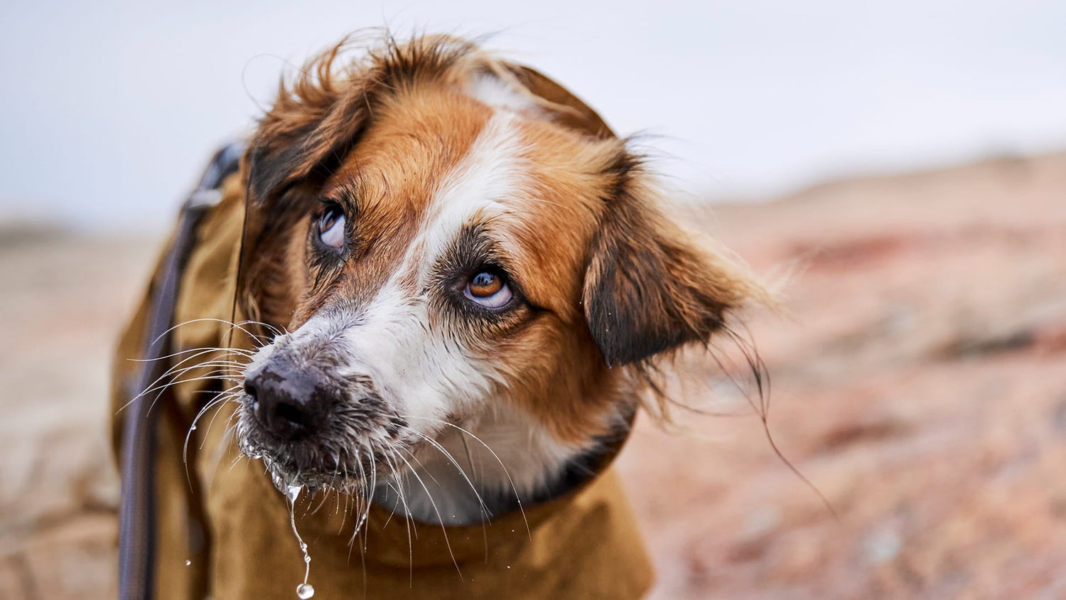 The life of a female dog