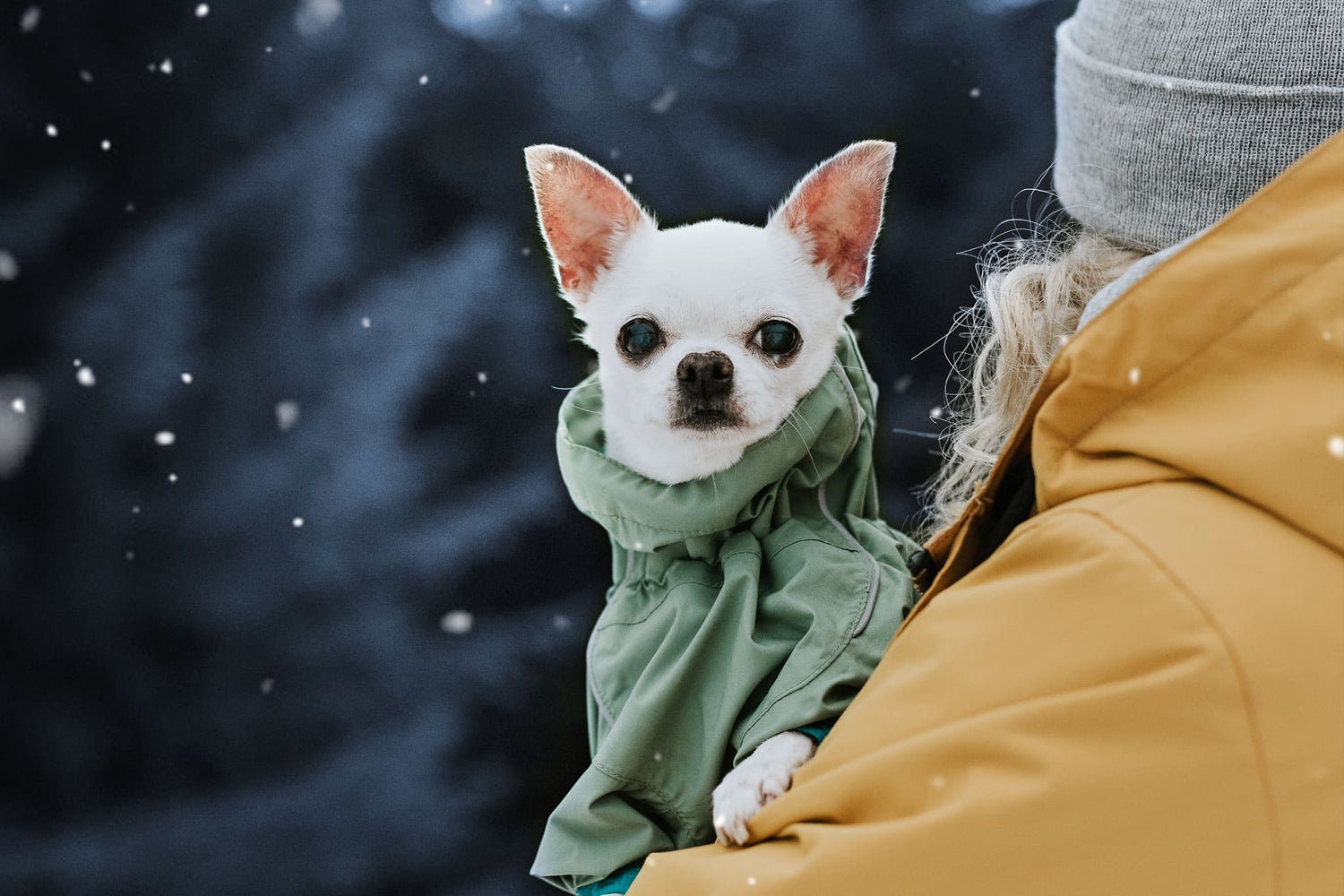 Hurtta Christmas gift guide