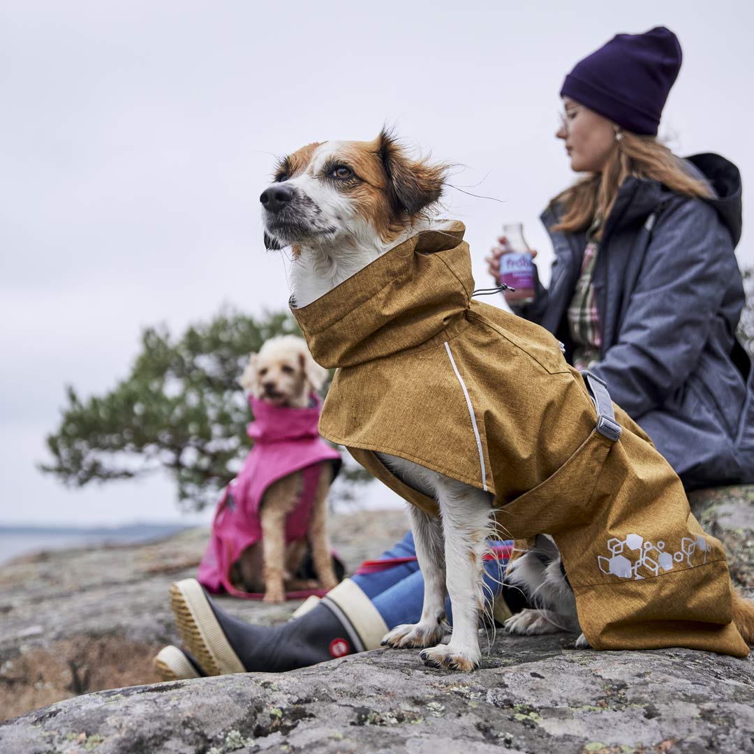 Does your dog need a raincoat?