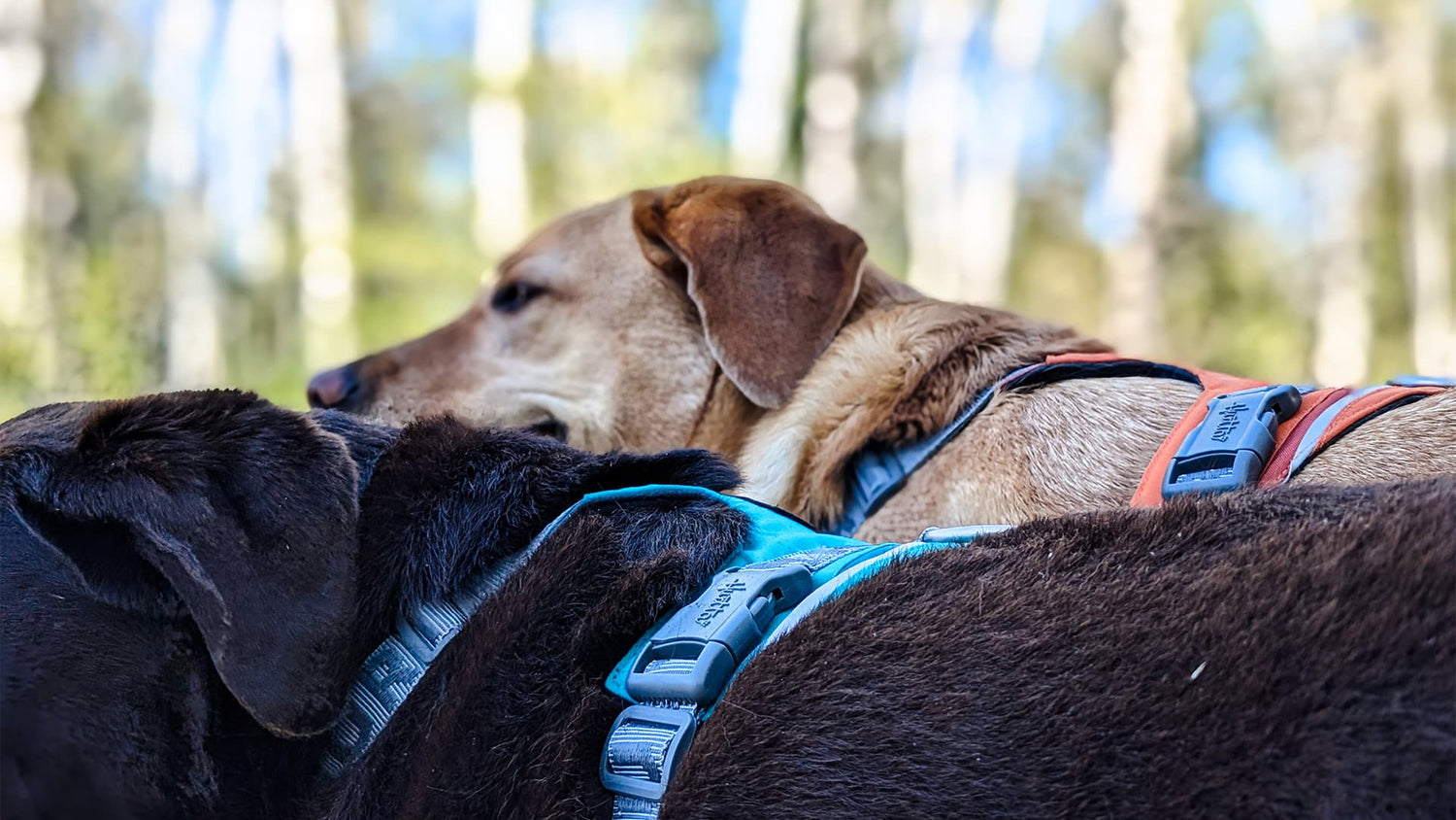 Rover Harness testimonial