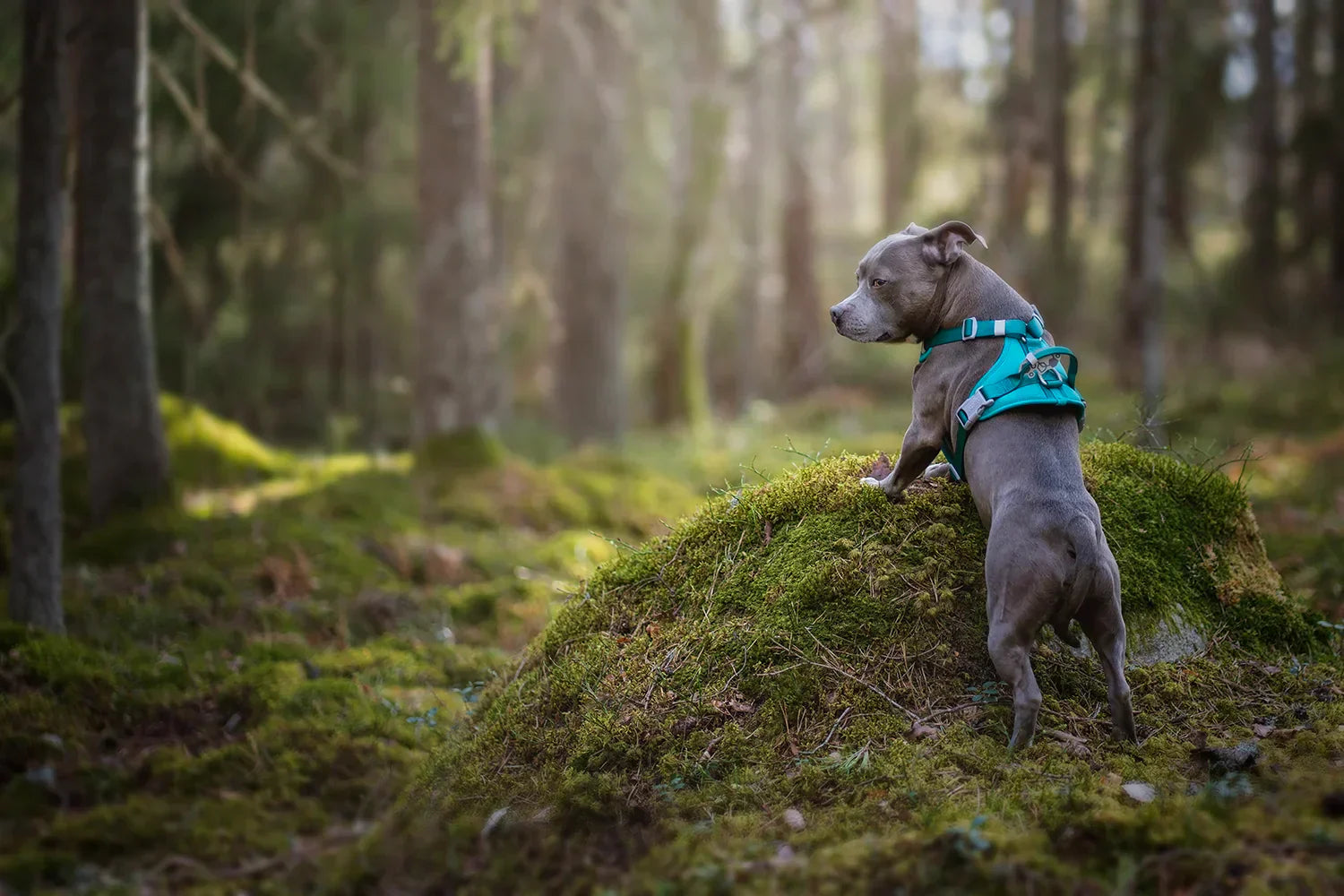 @junior.blueboy - Adventures with Junior and Alfie