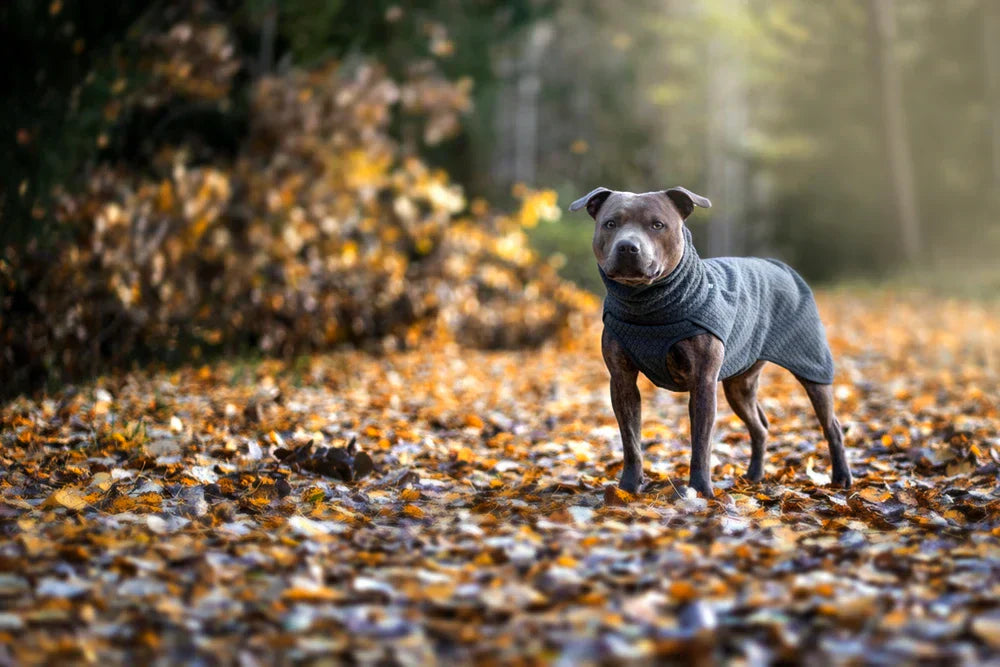 @junior.blueboy - Forest Adventures