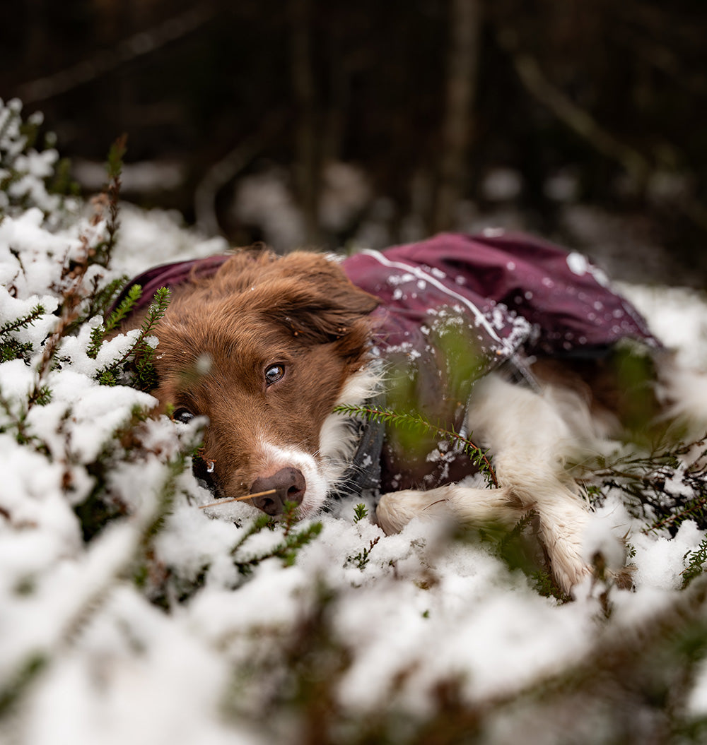 @keeladventures - A Magical First Snow