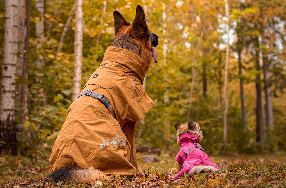 @lifewithtwowolves - Autumn Greetings from Estonia
