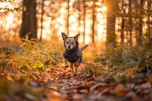 @lovelyfiora - A Day in the Woods with Fiora