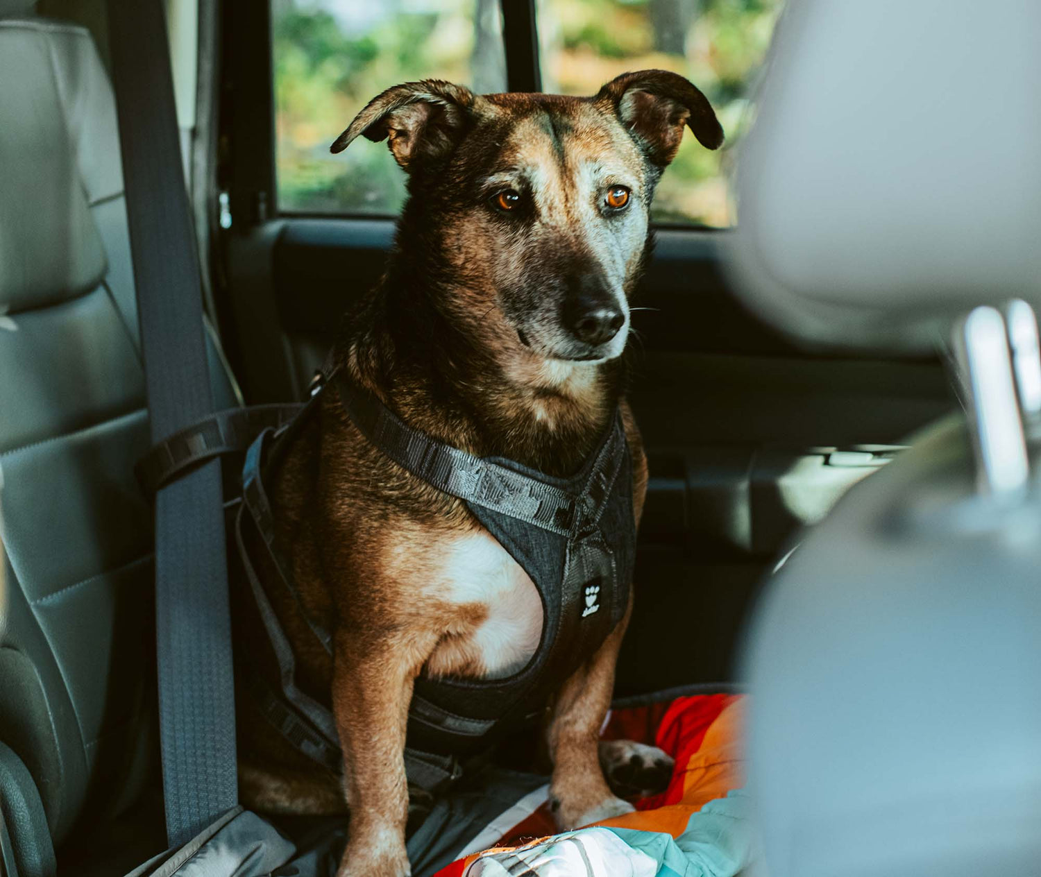 @mrs.noemie - Never Leaving Paws Behind