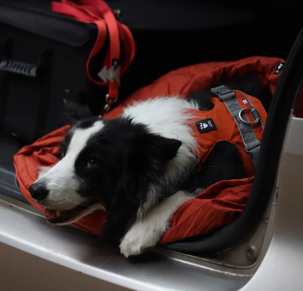 @optimus_thebordercollie - Forest Paths