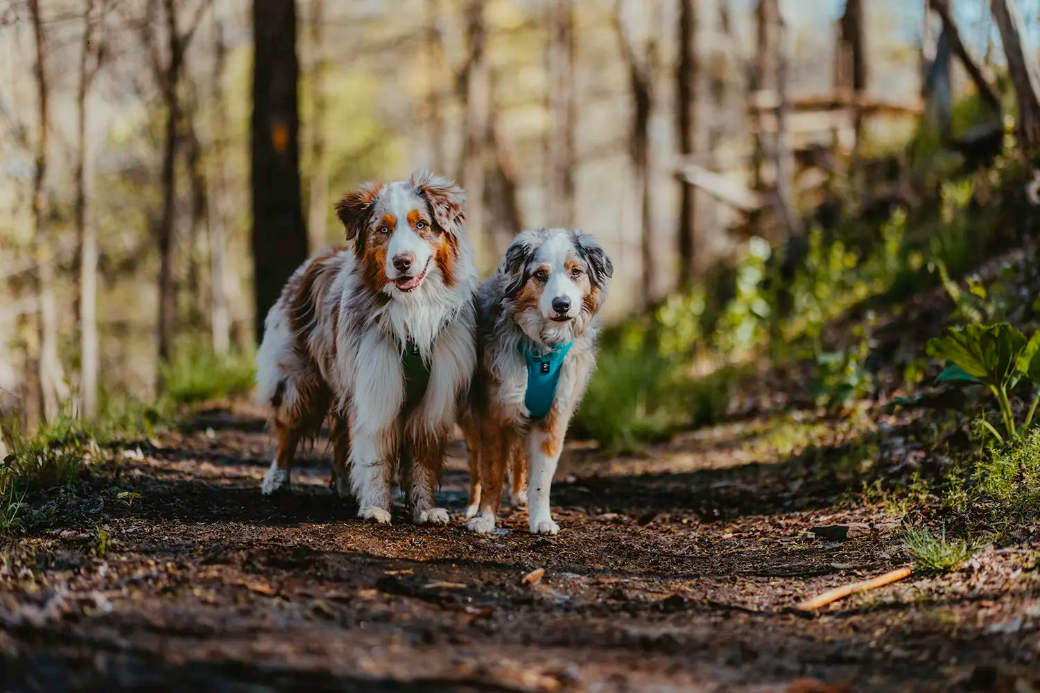 @ourwildaussies - Wandering Into Peace