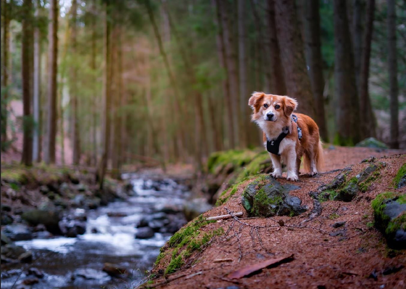 @pumpkin.pablo - Lead the way, I’ll follow