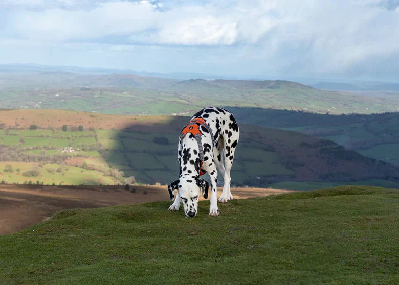 @riley.in.squares - A Walk Up Sugar Loaf