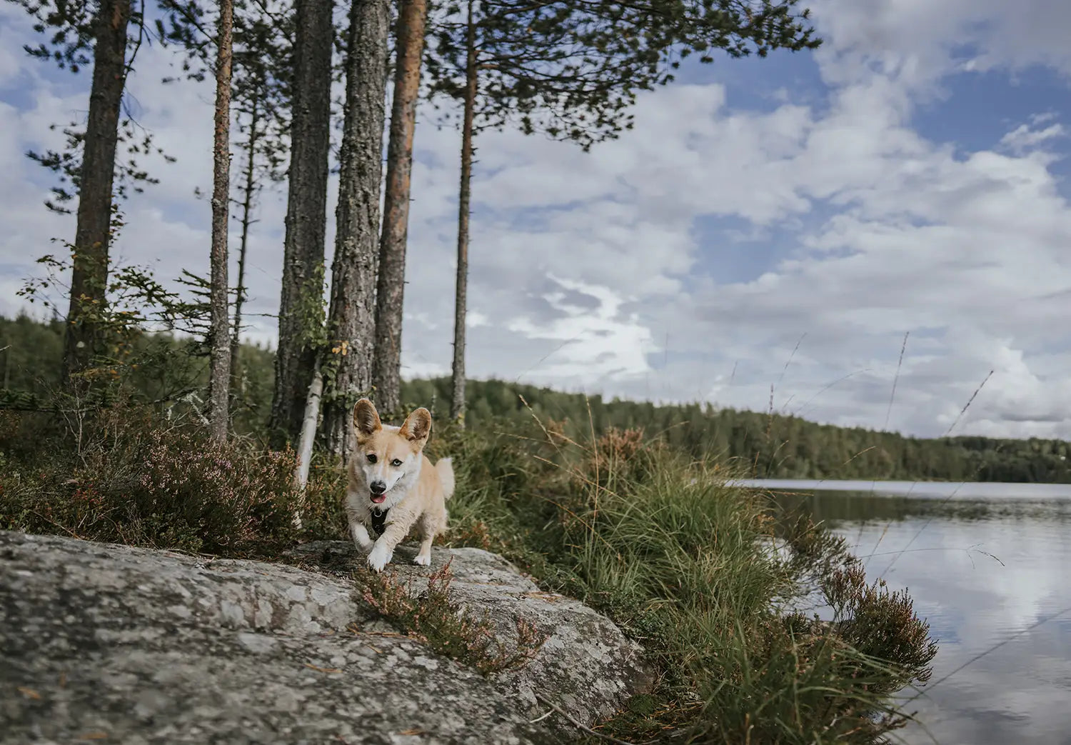 @splinterthecorgi - A Warm Autumn Hike