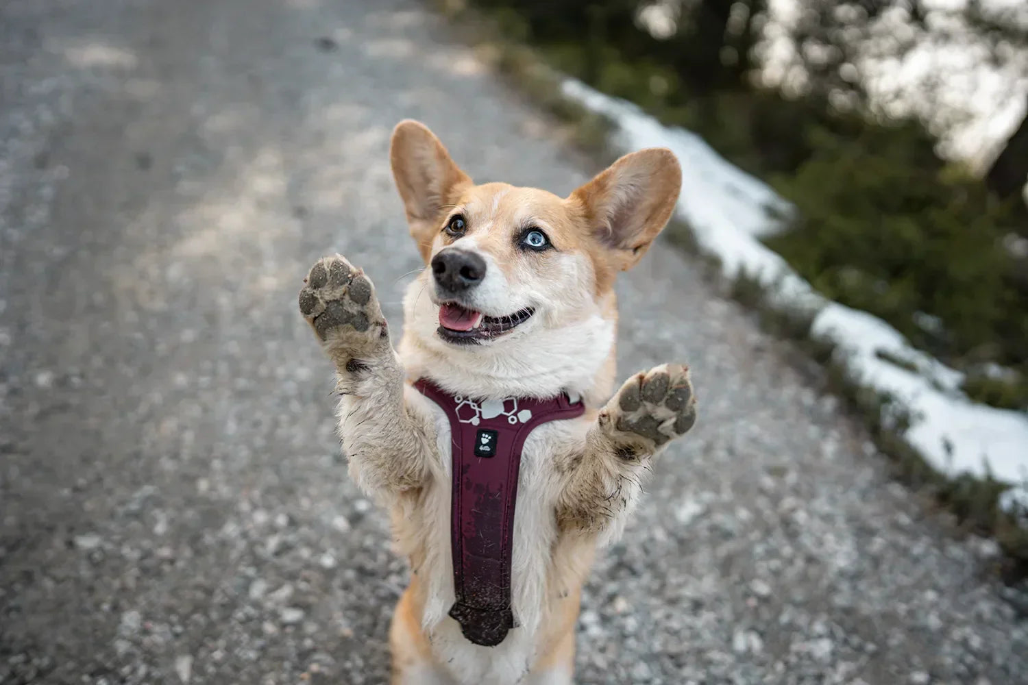 @splinterthecorgi - A Forest Hike