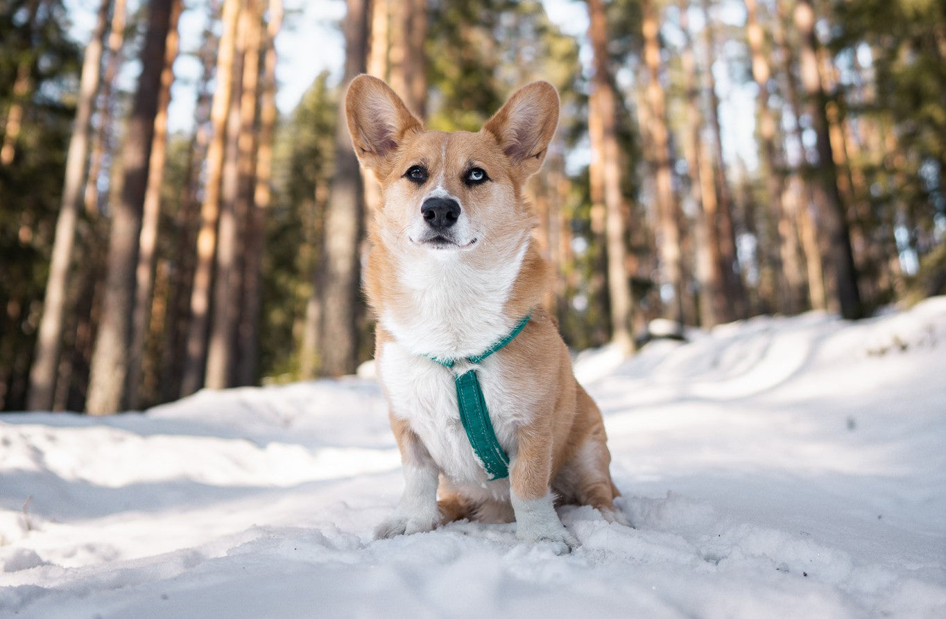 @splinterthecorgi - Love at first sight!