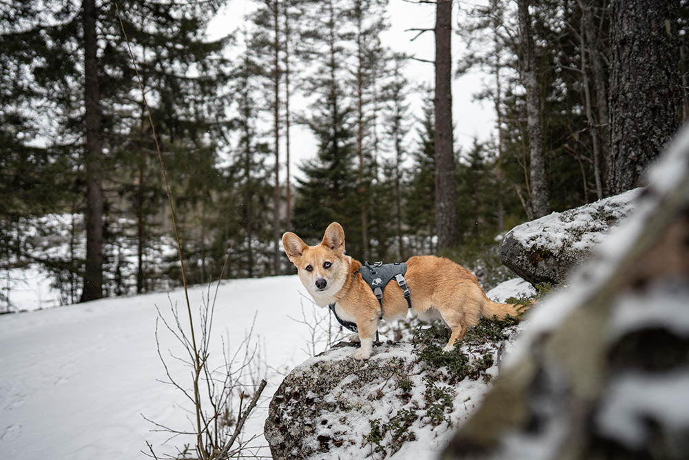 @splinterthecorgi - One Last Dance with Winter