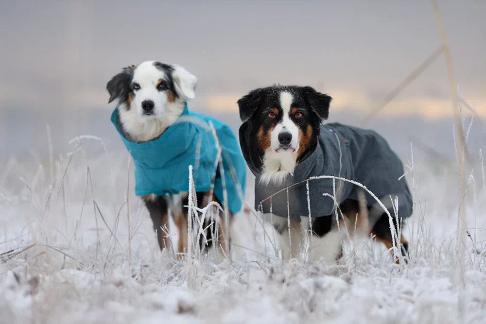 @teamfaytastic - Winter Dusk Walks