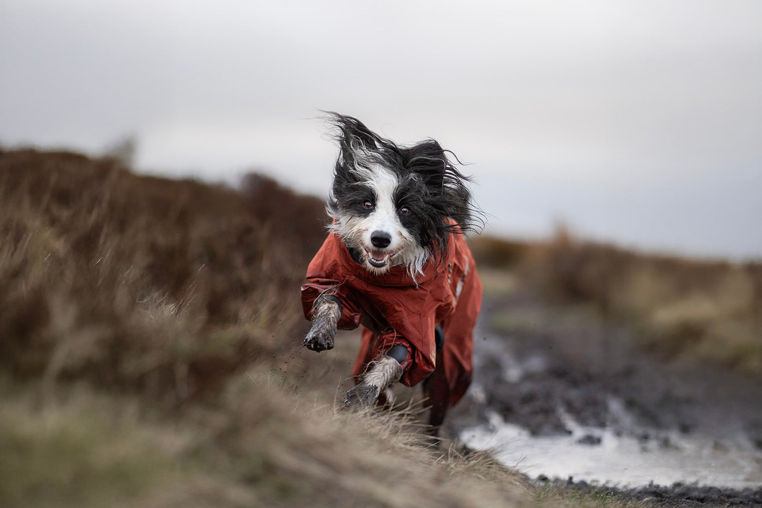 @tessathehairyborder - Rainy days spent adventuring in the Moors