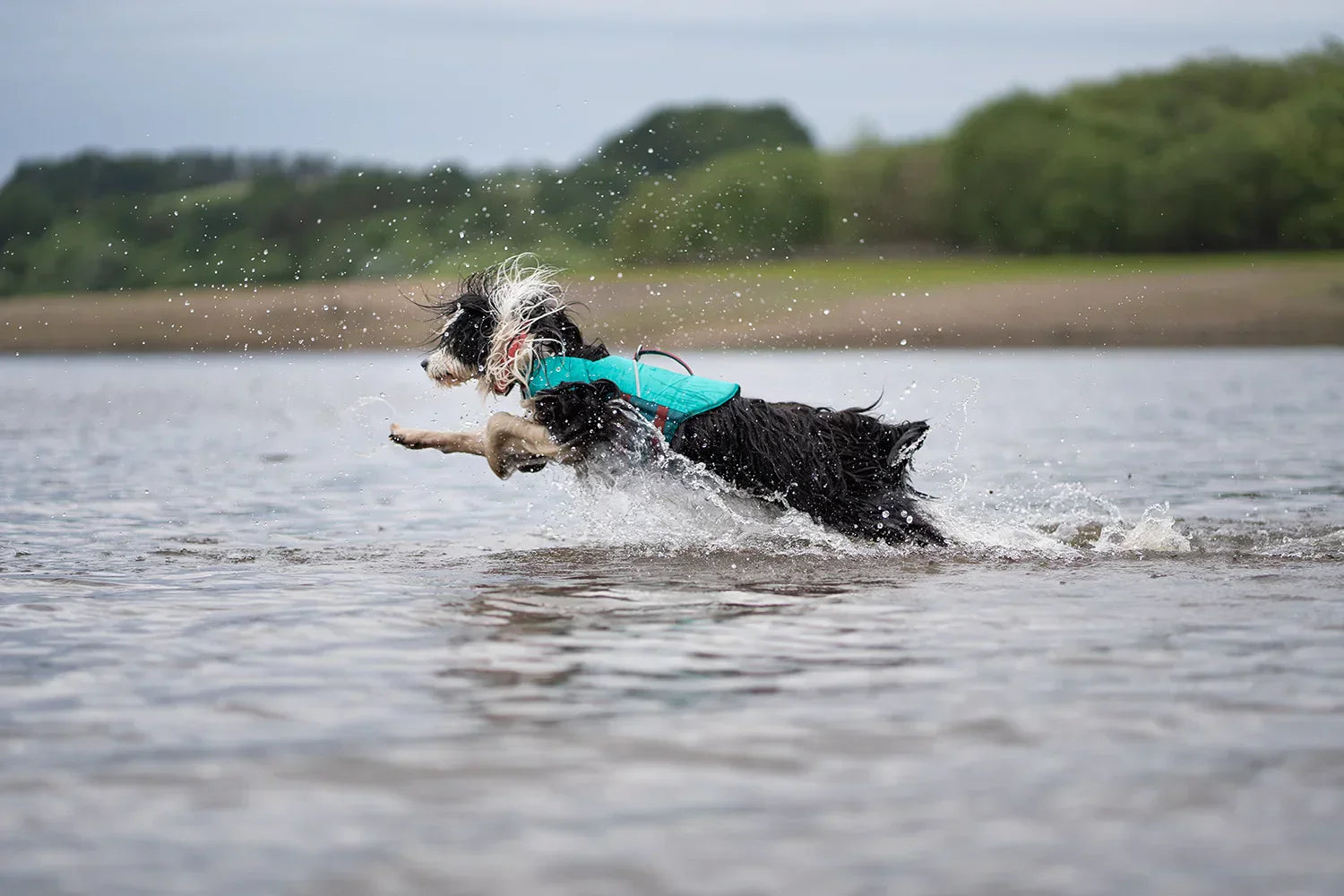 @tessathehairyborder - Diving Into Summer