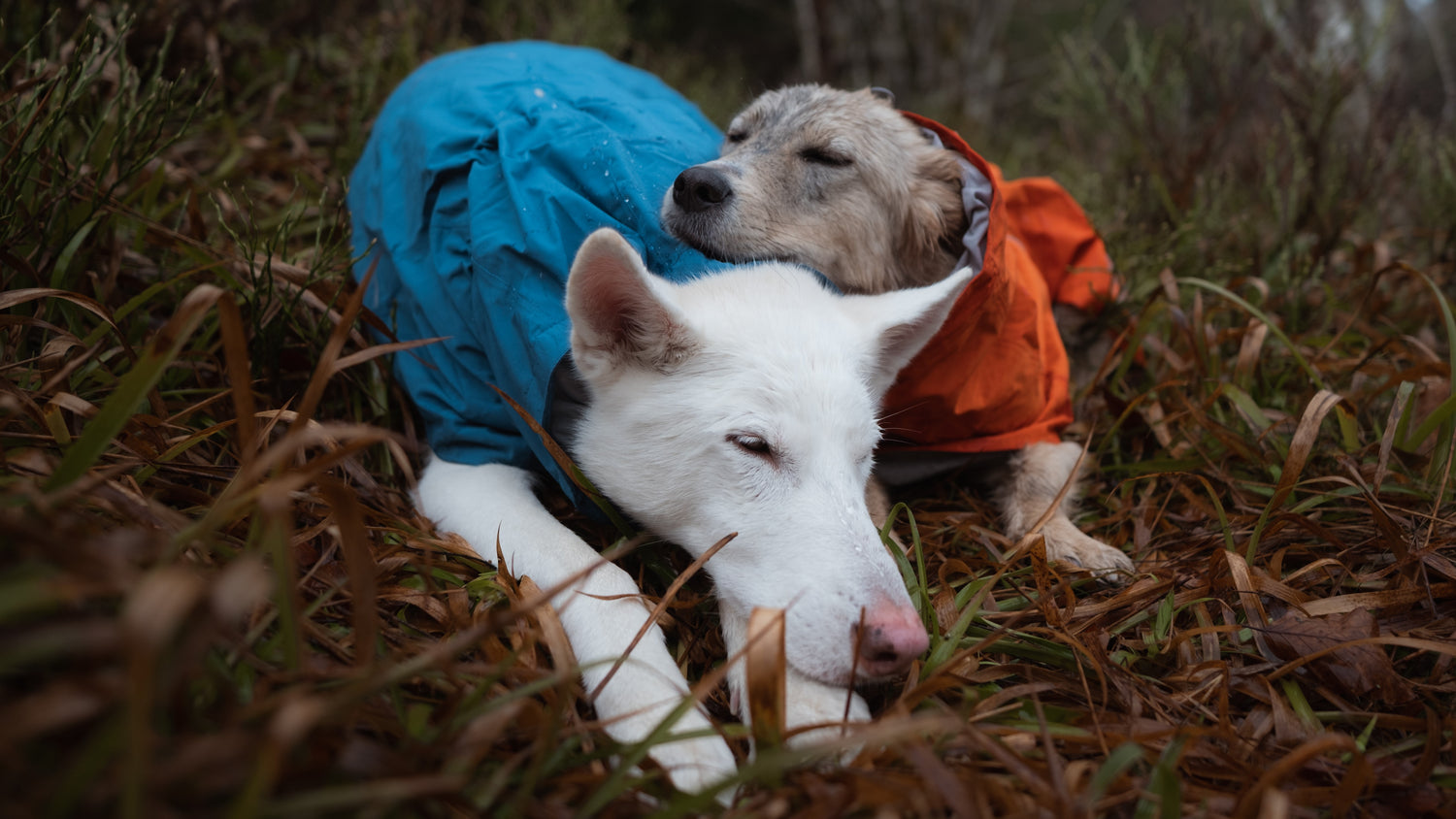 @the.bigwhite.wolf - Do you enjoy rainy days too?
