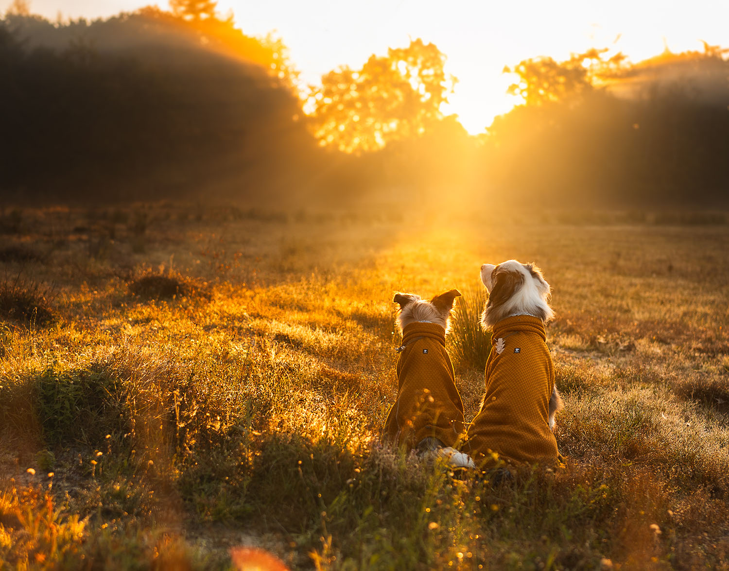 @thejiggleduo - Frosty Mornings & Cozy Paws