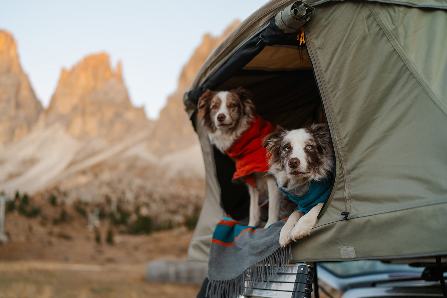 @twomerlecollies - Embracing Golden Larches and Crisp Nights