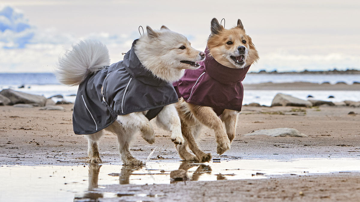 Dog Rainwear