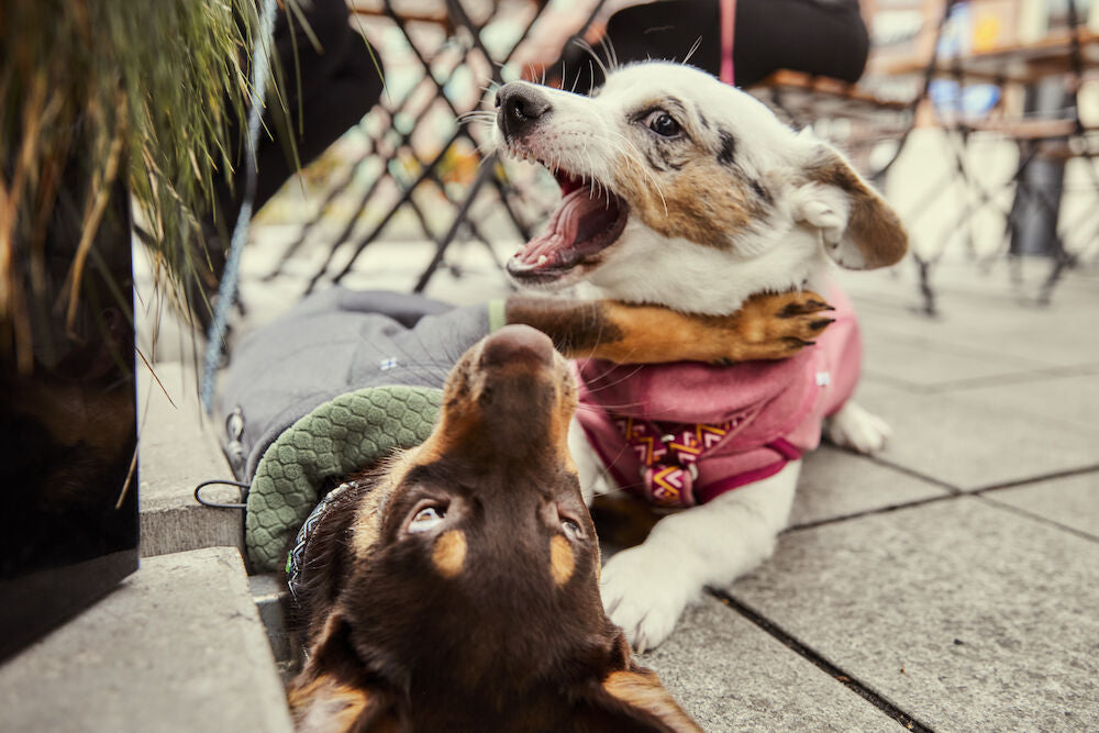 Your new dog's first equipment