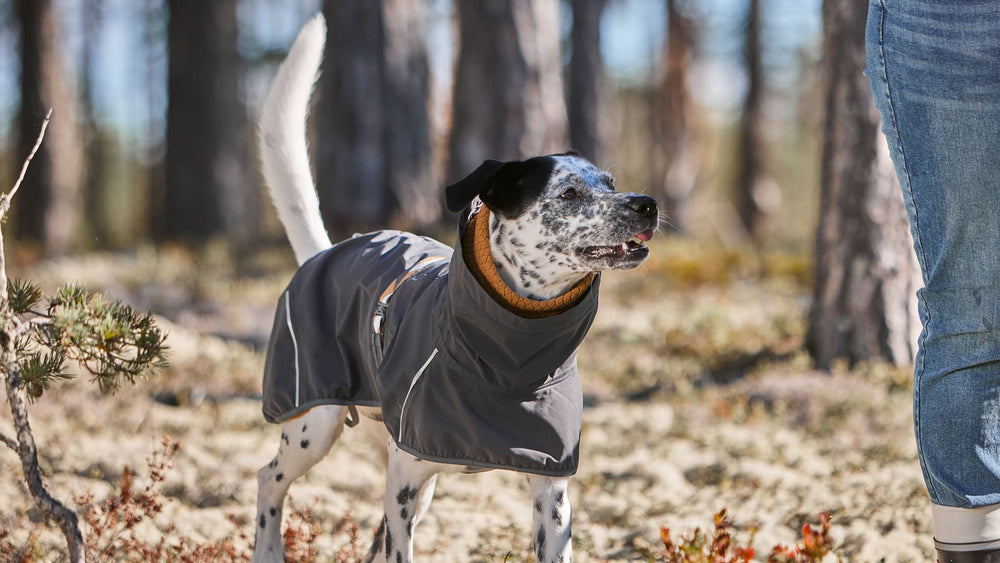 All Hurtta products ⎜Dog gear and accessories