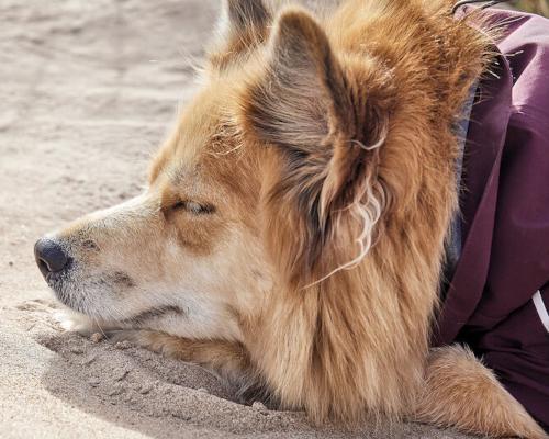 Hurtta Mudventure Coat ECO dog jacket