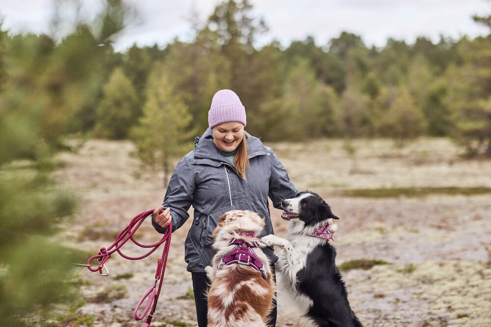 Most popular dog products